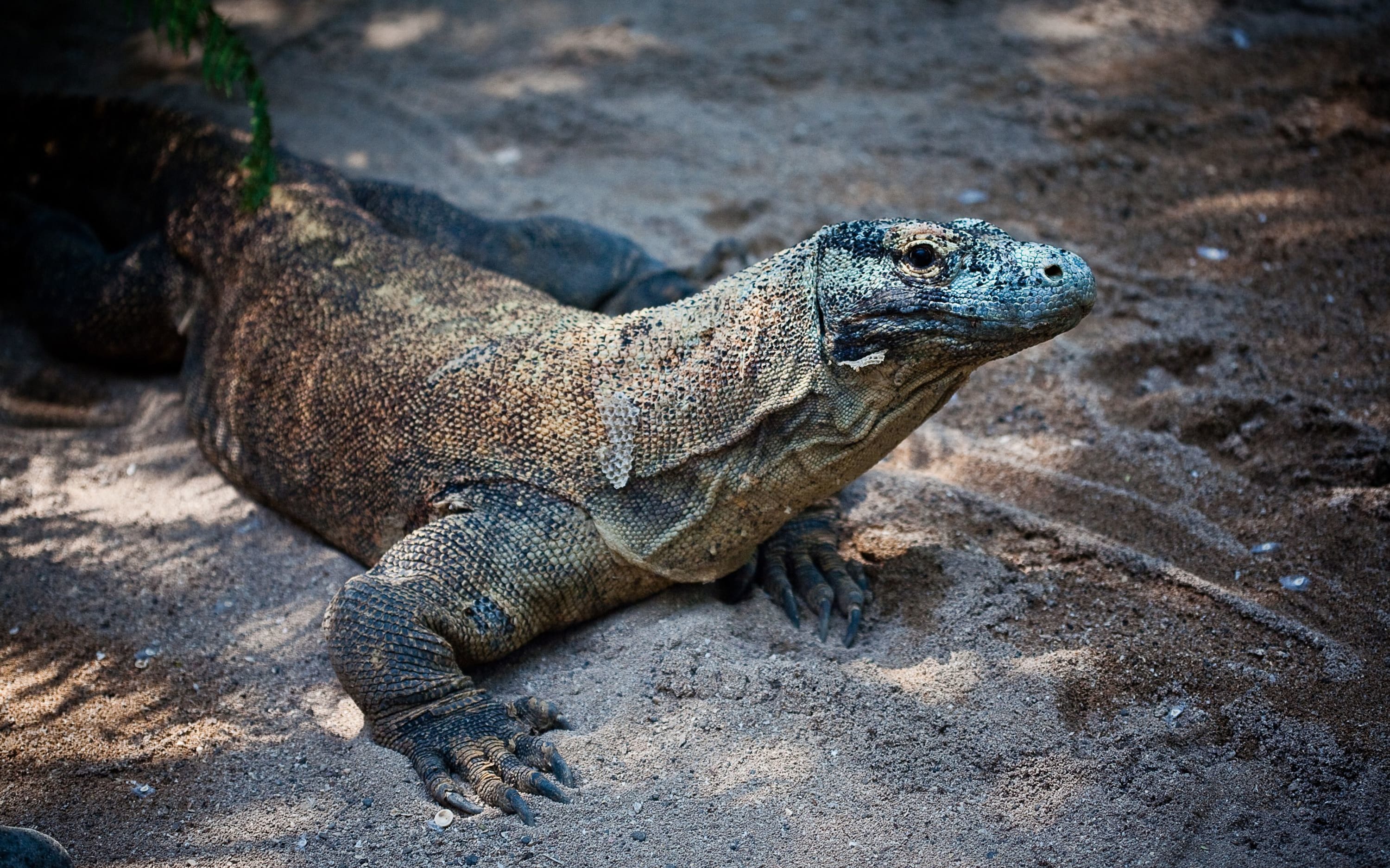 Komodo