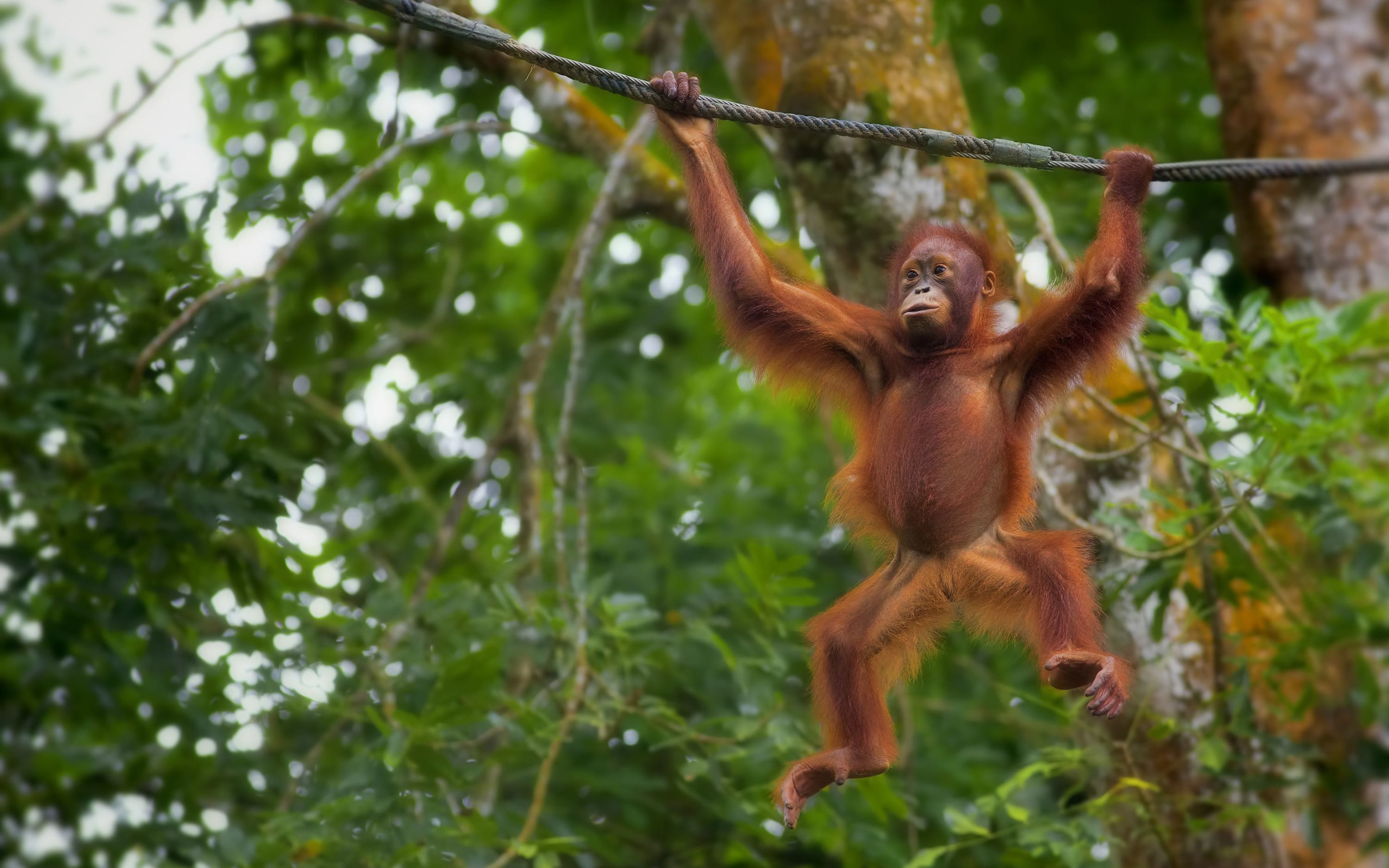 Borneo