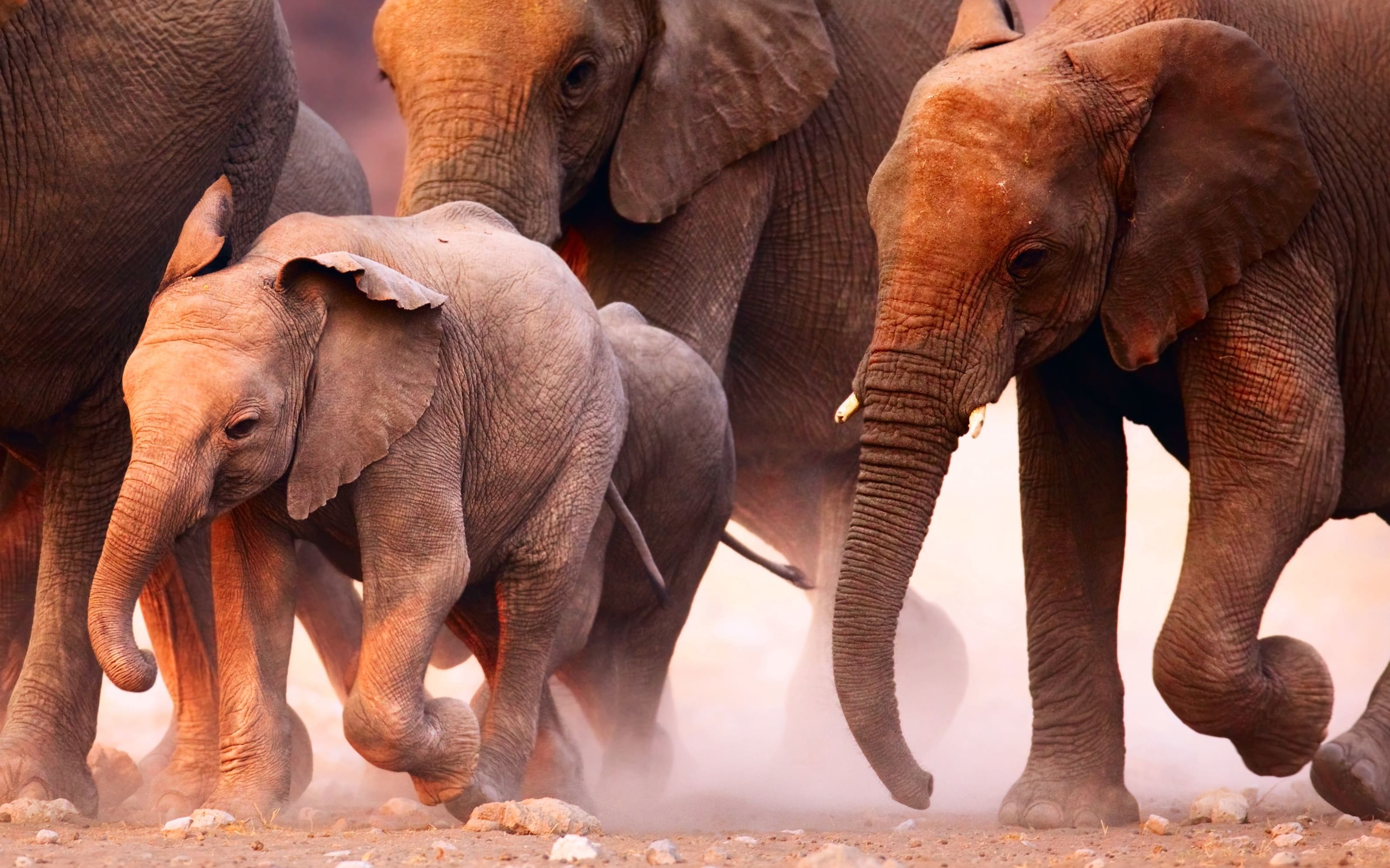 Chobe National Park