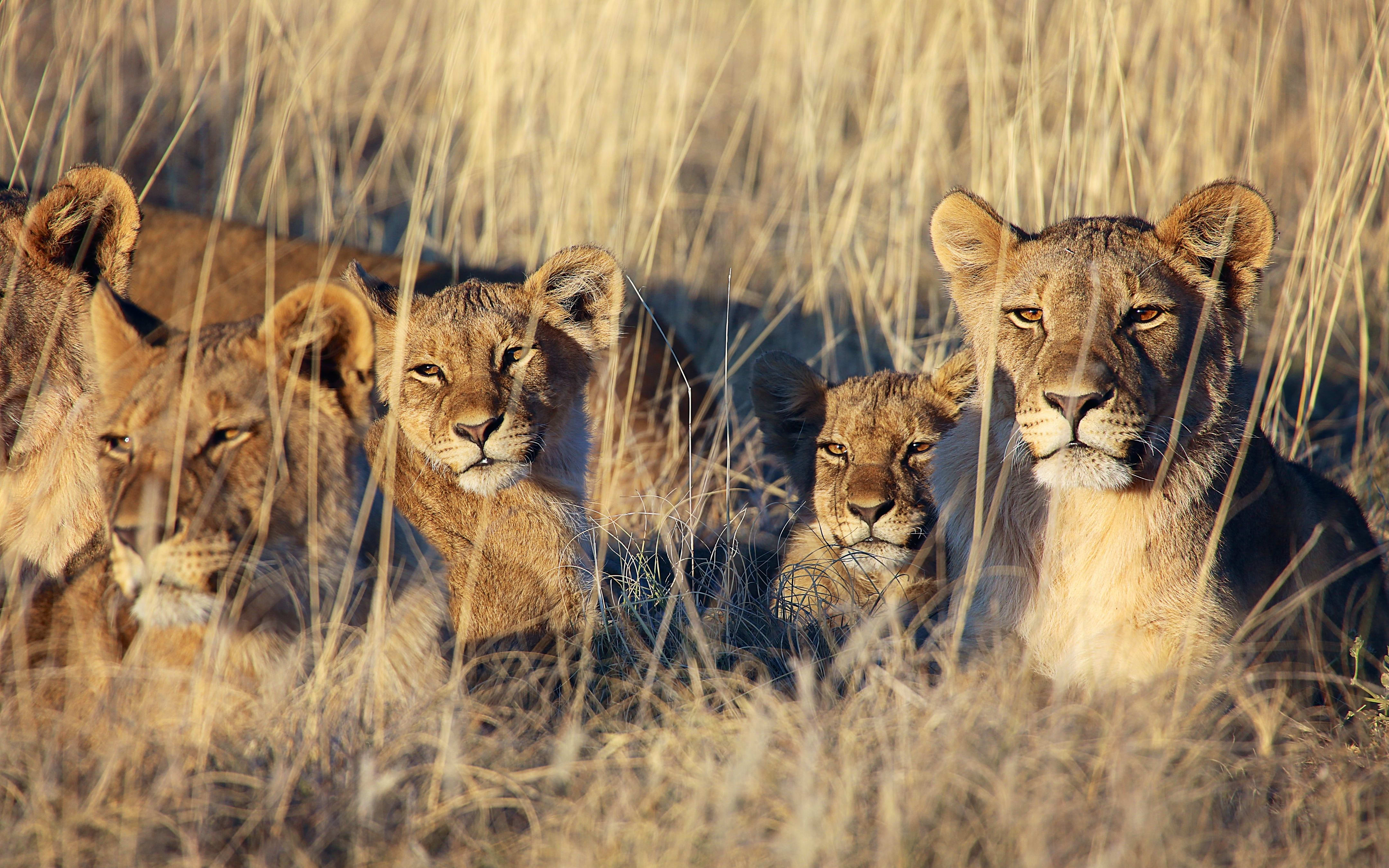 Etosha National Park