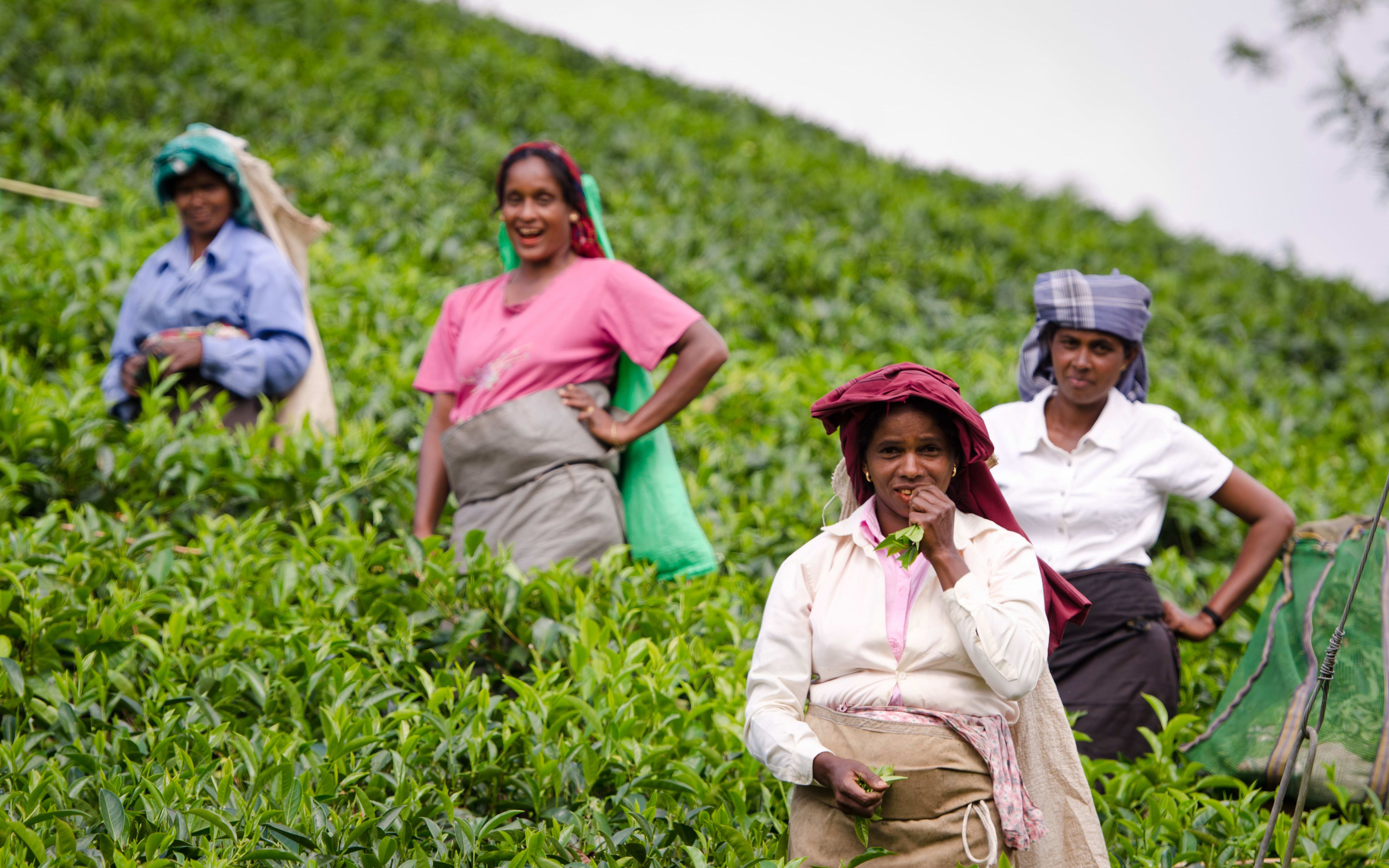 Nuwara Eliya