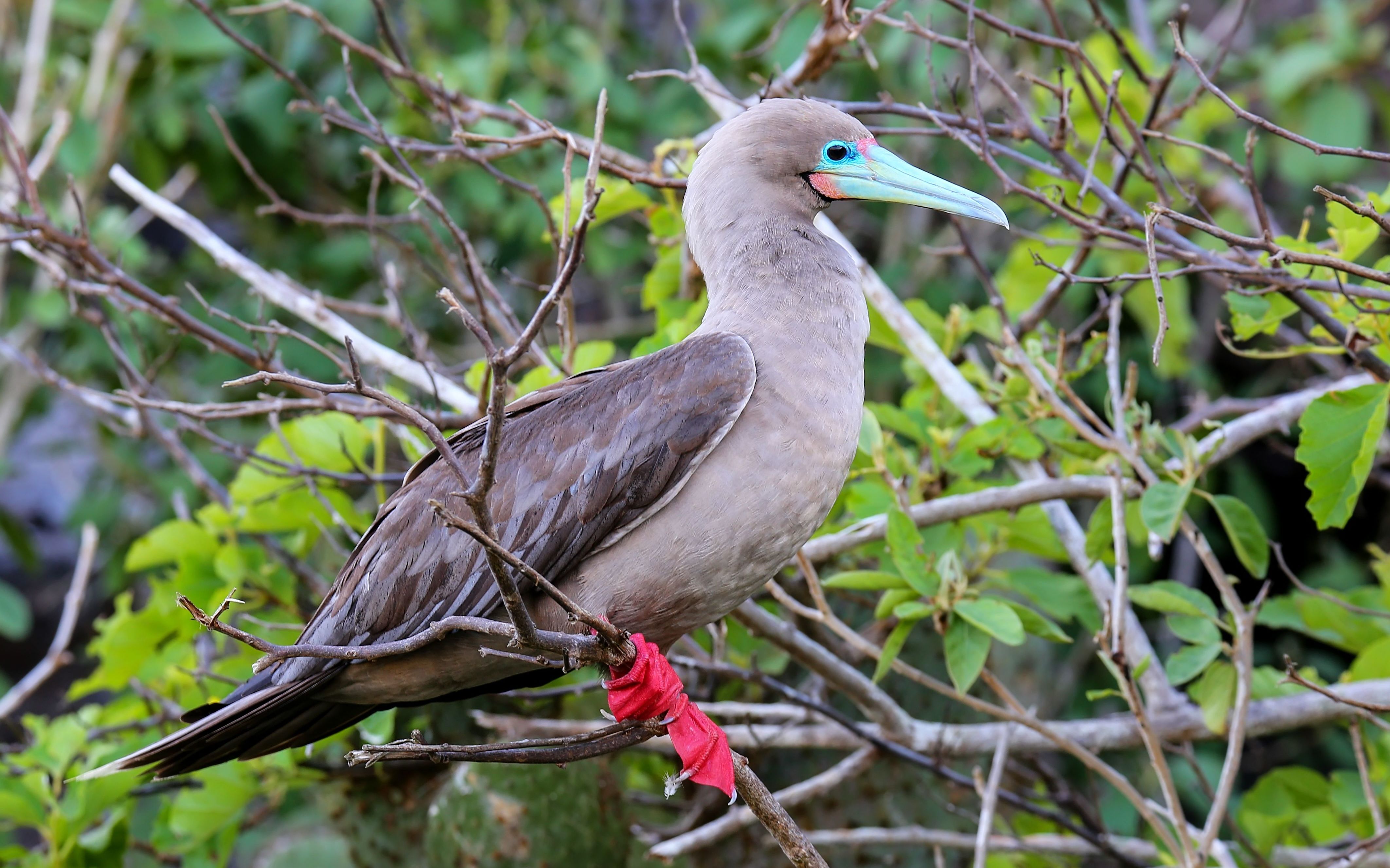 Galapagos Island Hopping