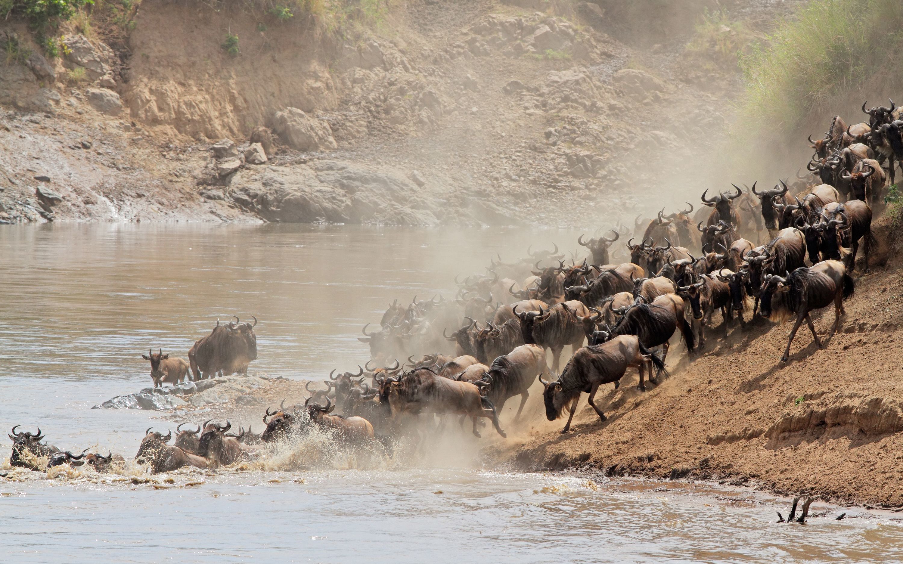 The Great Migration