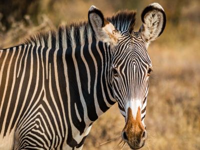 Game Drives in Samburu Game Reserve