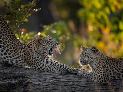 Game Drives in Sabi Sands Game Reserve