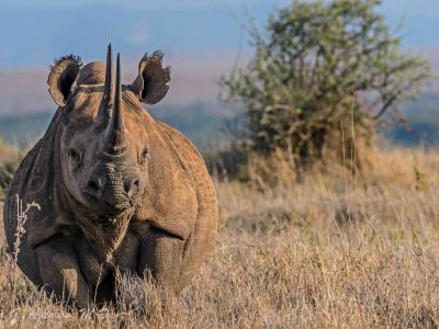 Lewa Wildlife Conservancy