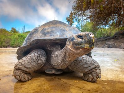 Tortises, Lava Tunnels & Galapagos Safari Camp