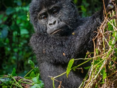 Gorilla Trekking in Bwindi National Park