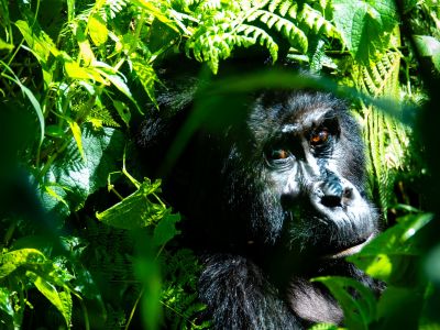 Gorilla Trekking in Bwindi National Park