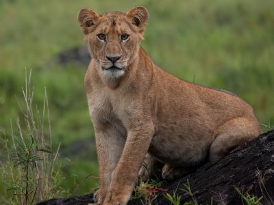 Murchison Falls Safari / Optional Top of The Falls Tour in the Afternoon