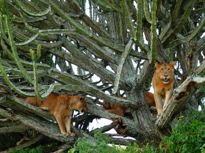 Lion Tracking and Chimpanzee Trekking