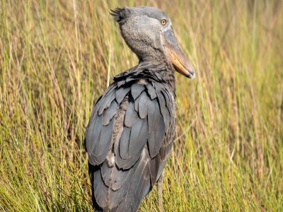 Mabamba Wetlands Birding