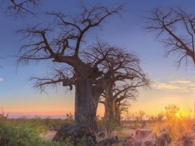 Game drives in Savute - Chobe National Park