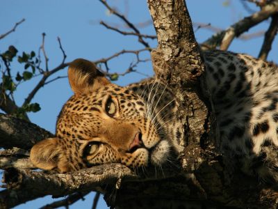 Karongwe Private Game Reserve