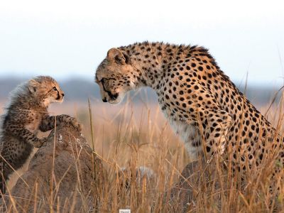 Departure Flight from Victoria Falls