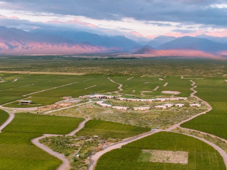 The Vines of Mendoza