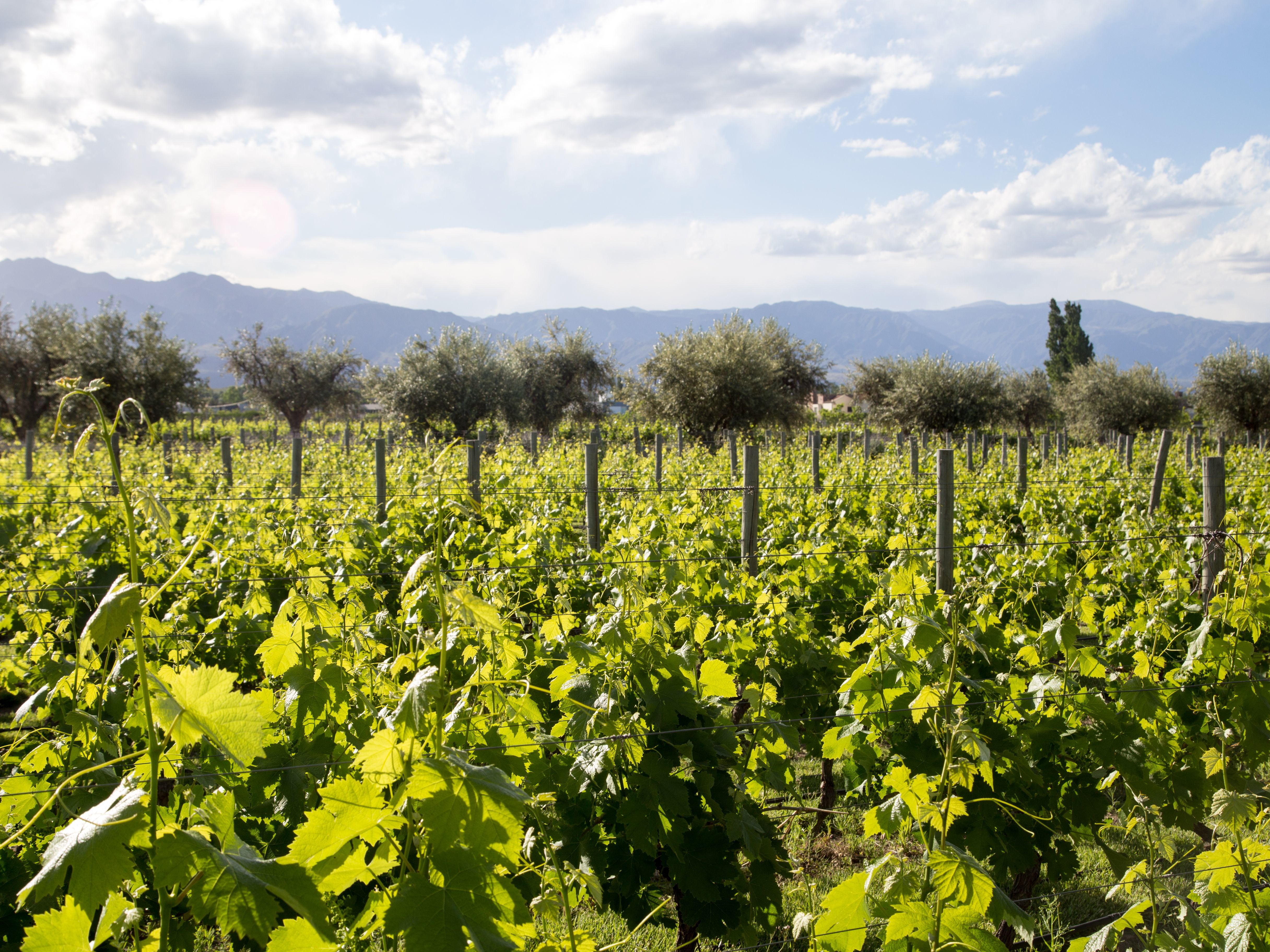 Valle del Uco Full Day Wine Tour