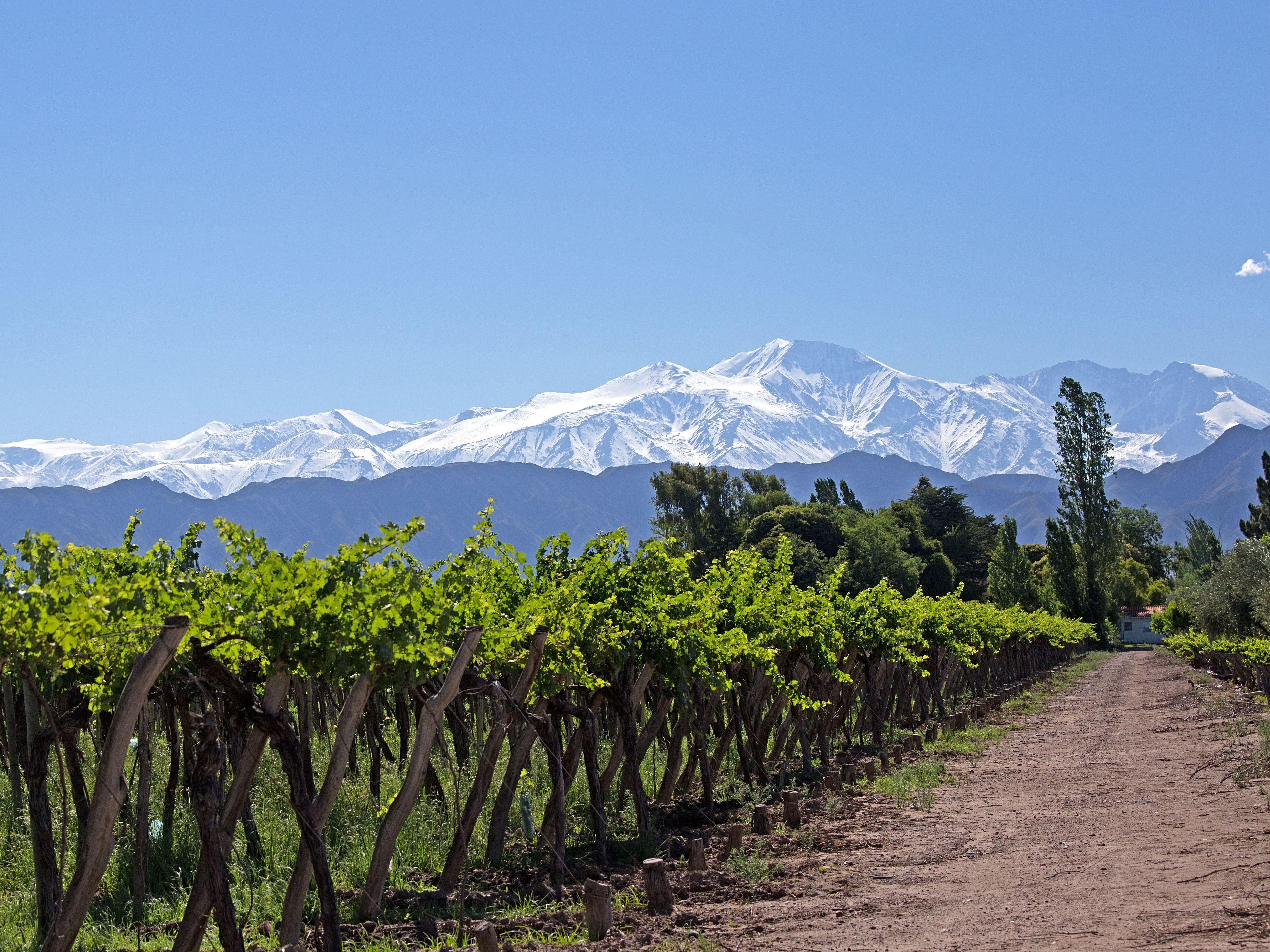 Lujan de Cuyo Full Day Wine Tour