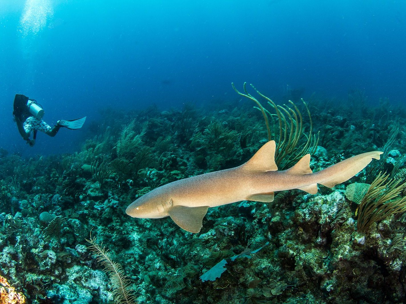 Introducing the Cayes of Belize