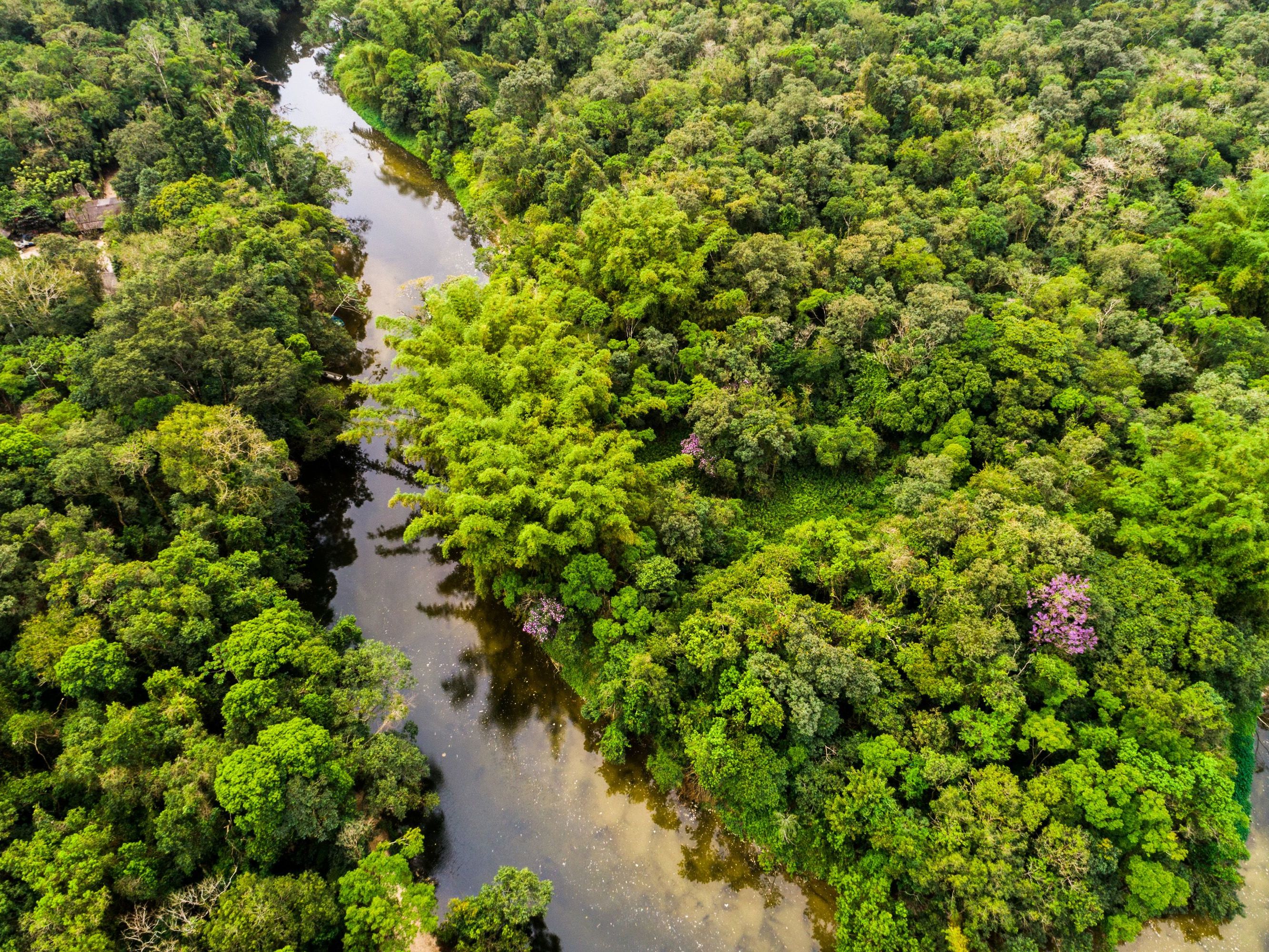 Amazon Arrival & Activities