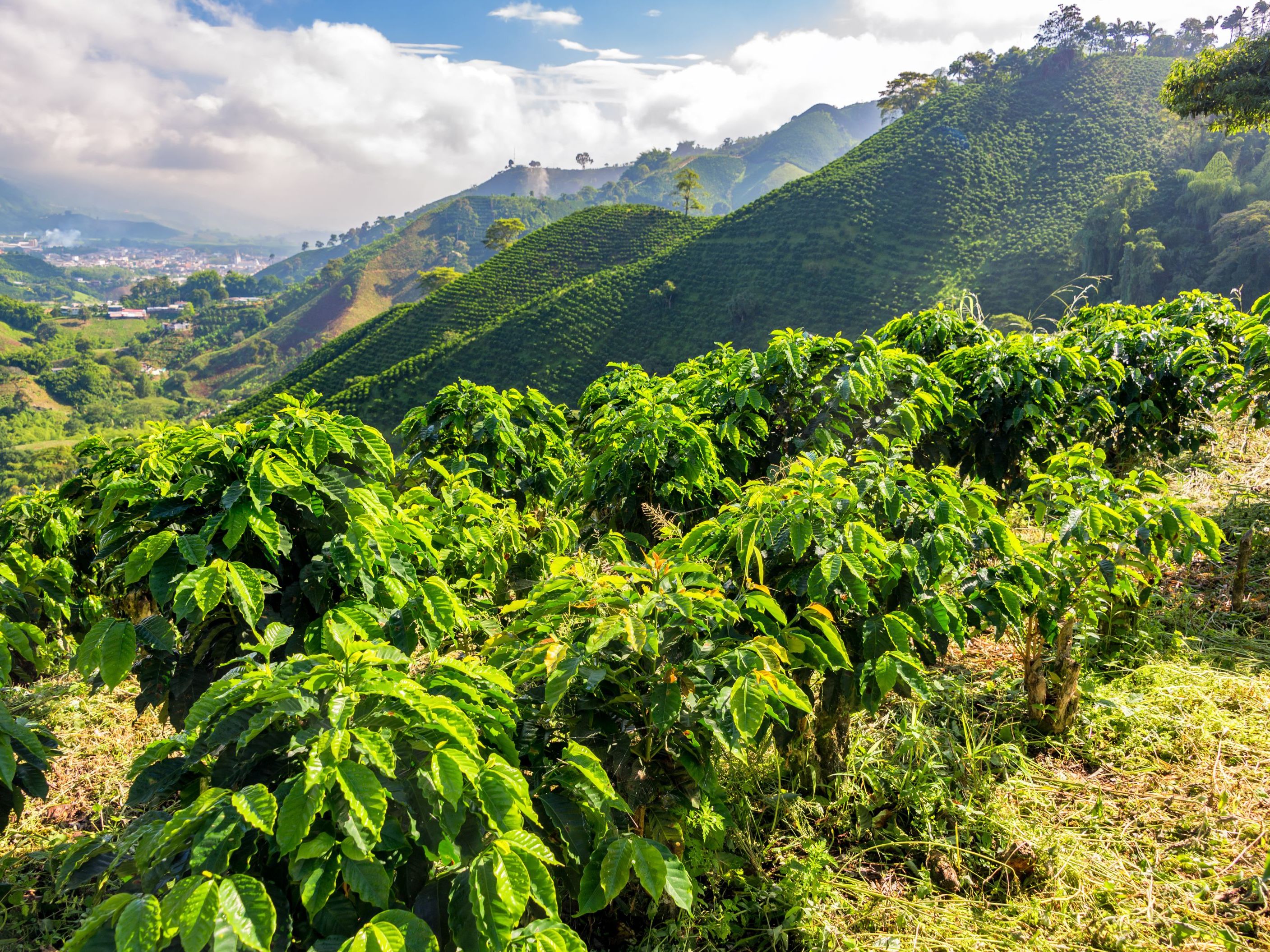 Introducing Salamina