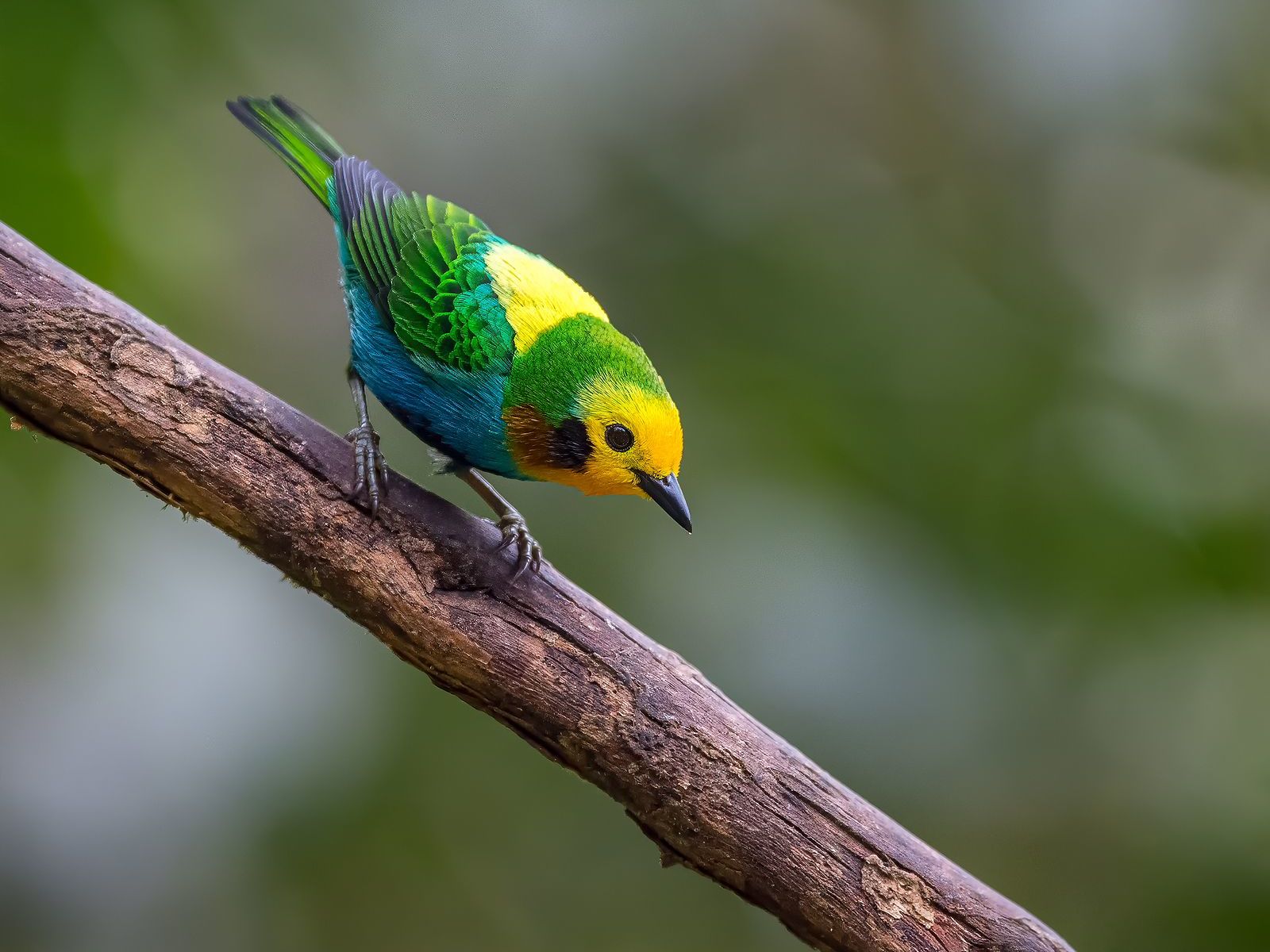 Guided Birdwatching Tour
