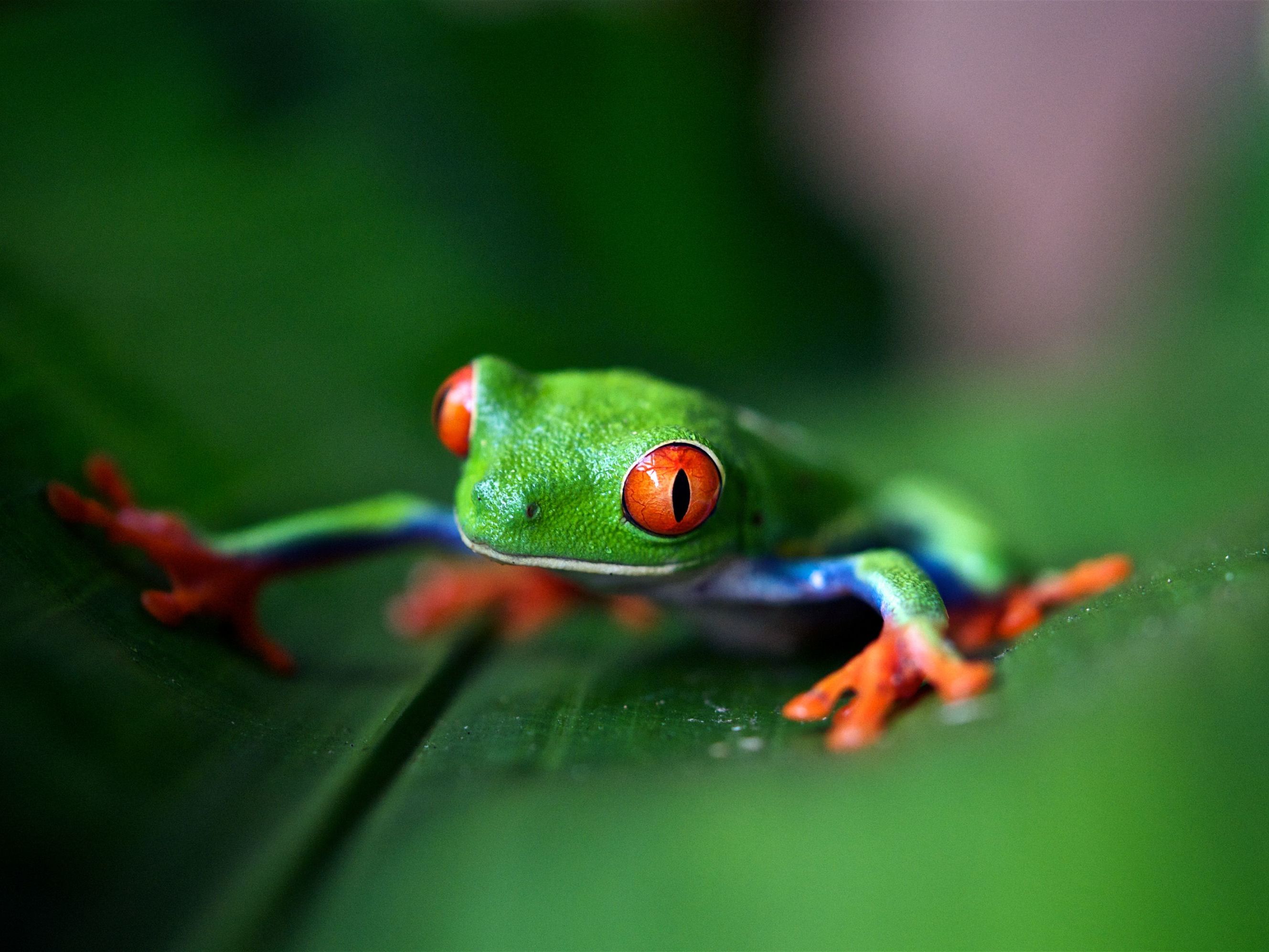 Introducing Arenal Volcano National Park