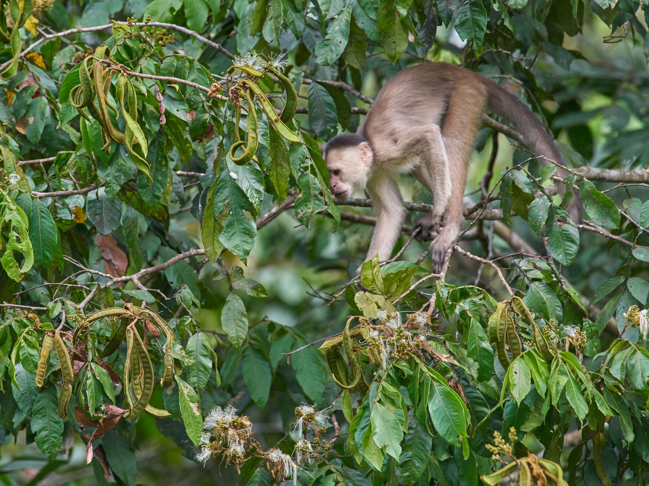 Full days exploring the Amazon basin on your luxury cruise vessel