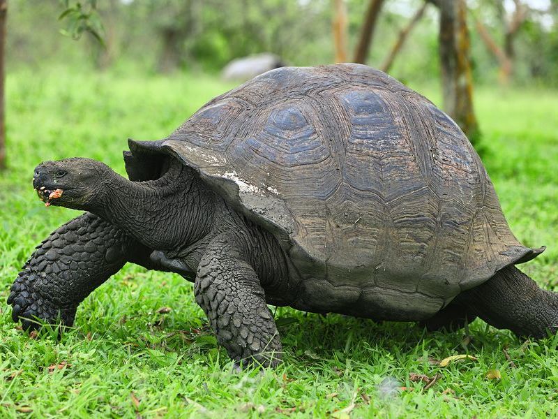Giant Tortoise Reserve - Santa Cruz Highlands