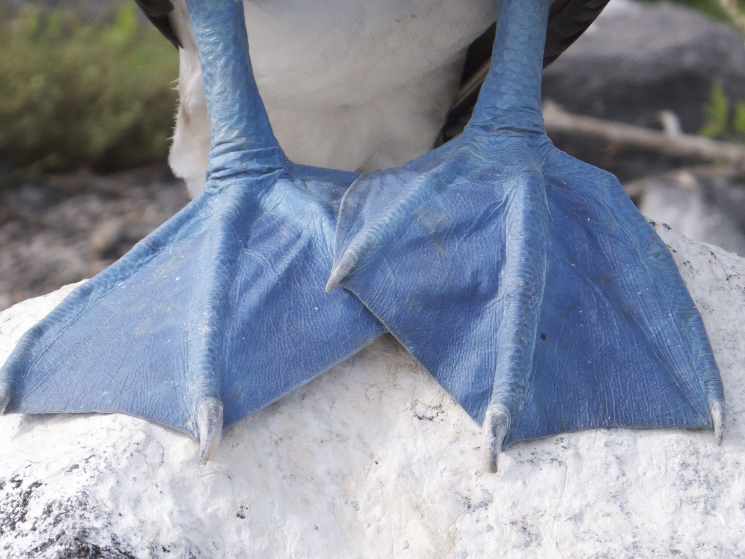 Galapagos Safari Camp: Island Hopping