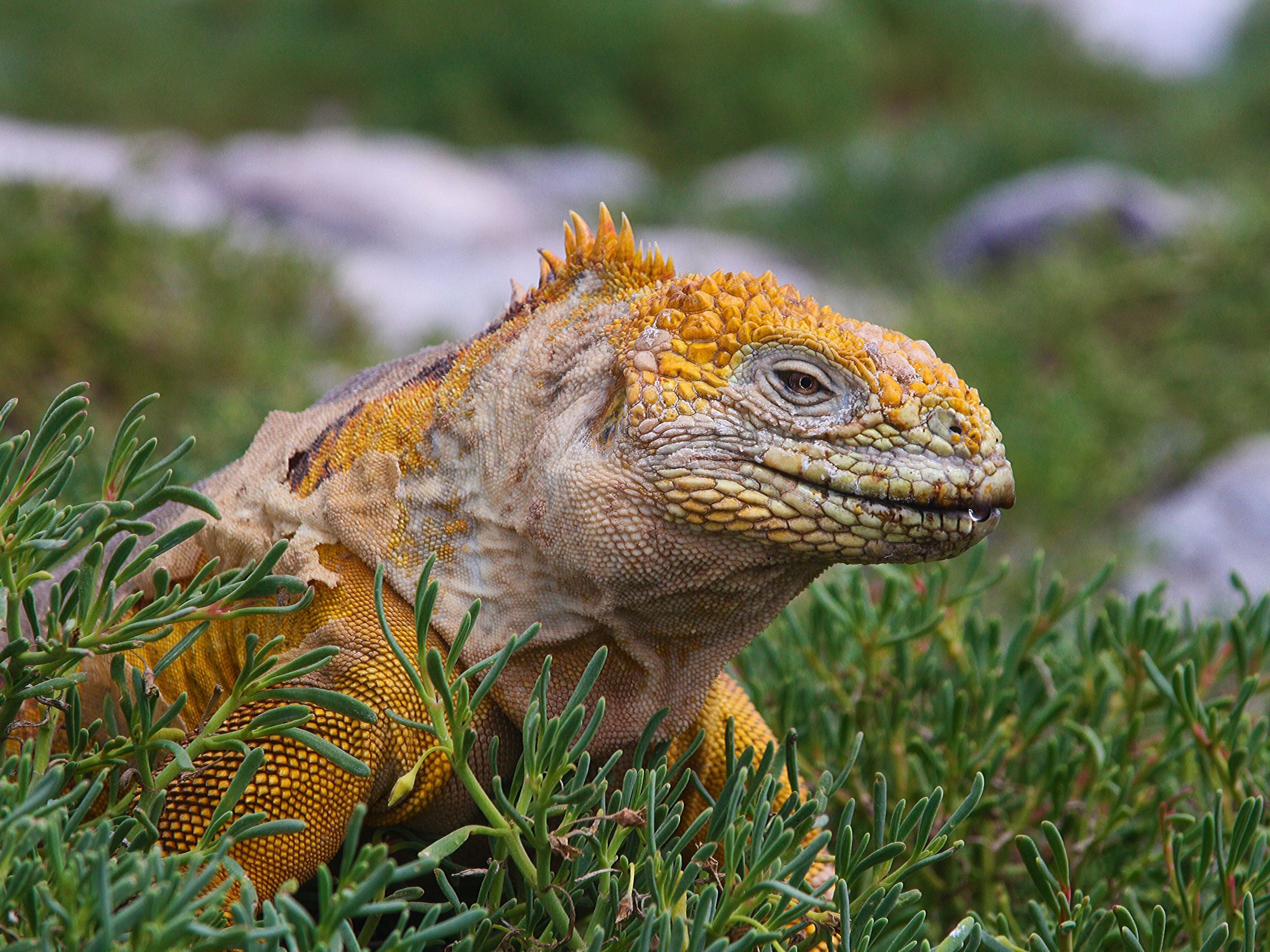 Galapagos Safari Camp: Island Hopping