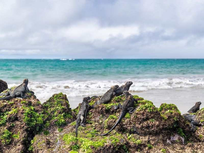 Introducing Isabela Island