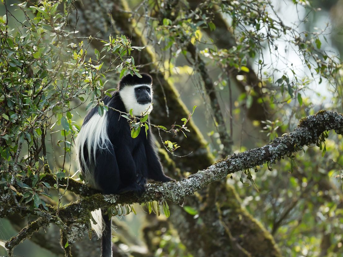 Arusha National Park