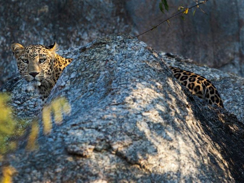 Drive to Jawai and Enjoy a Safari Drive