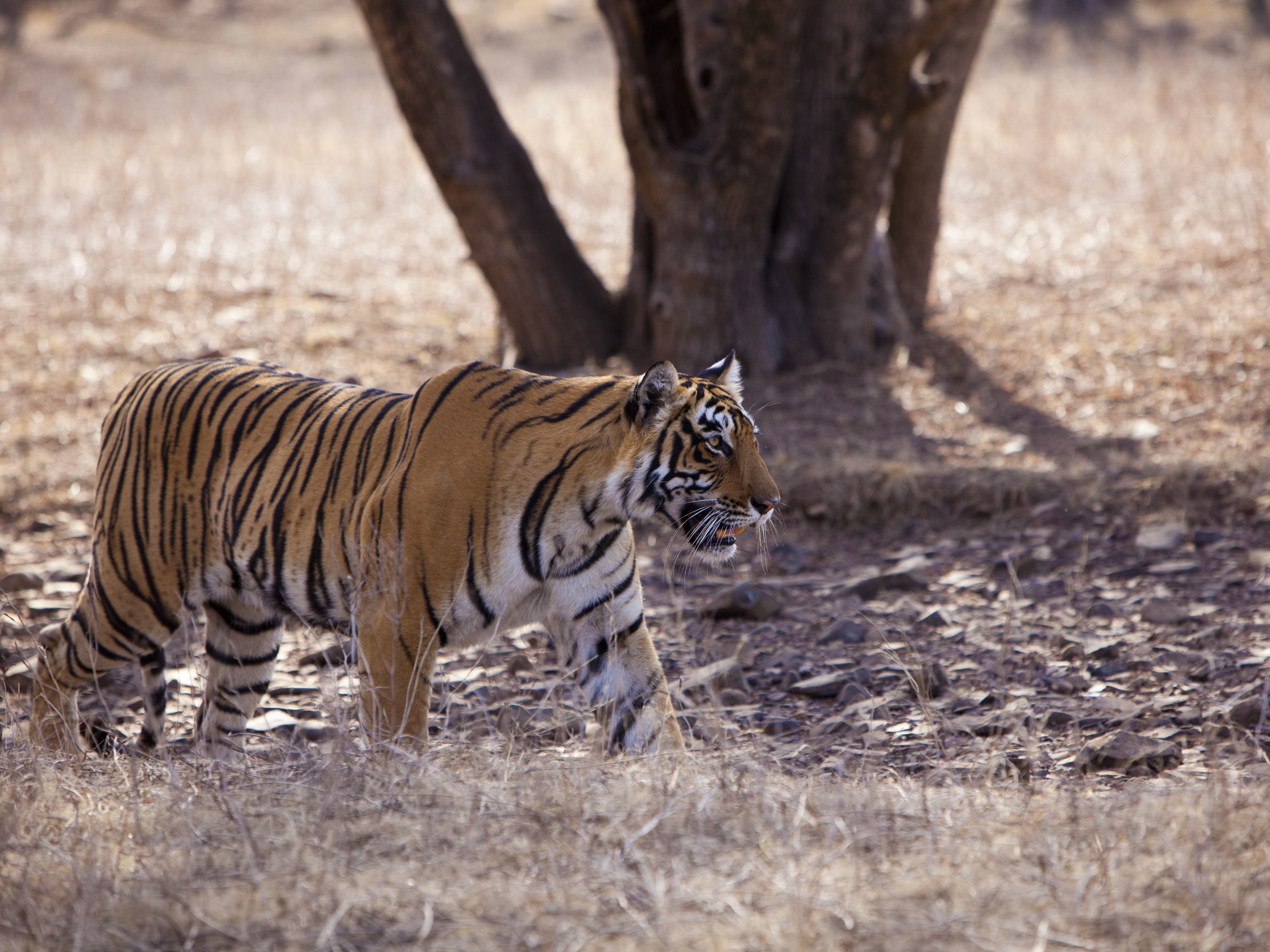 Ranthambhore
