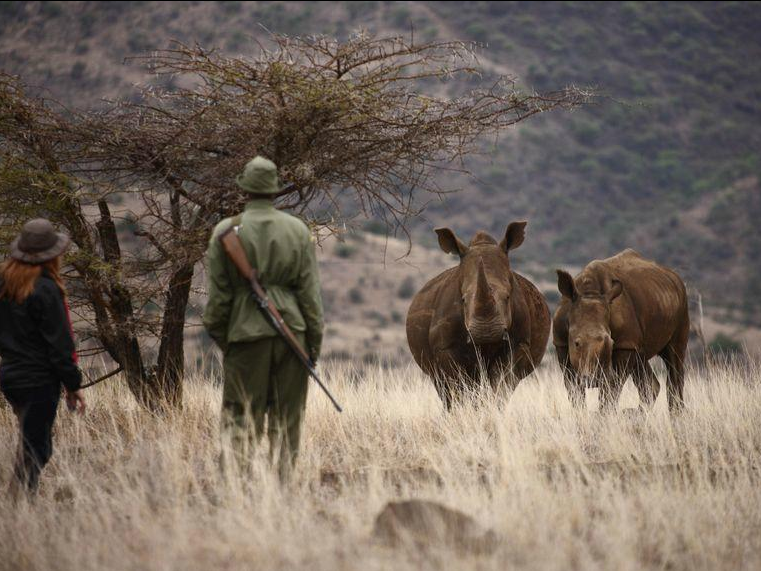 Game drives in Lewa Wilderness Conservancy