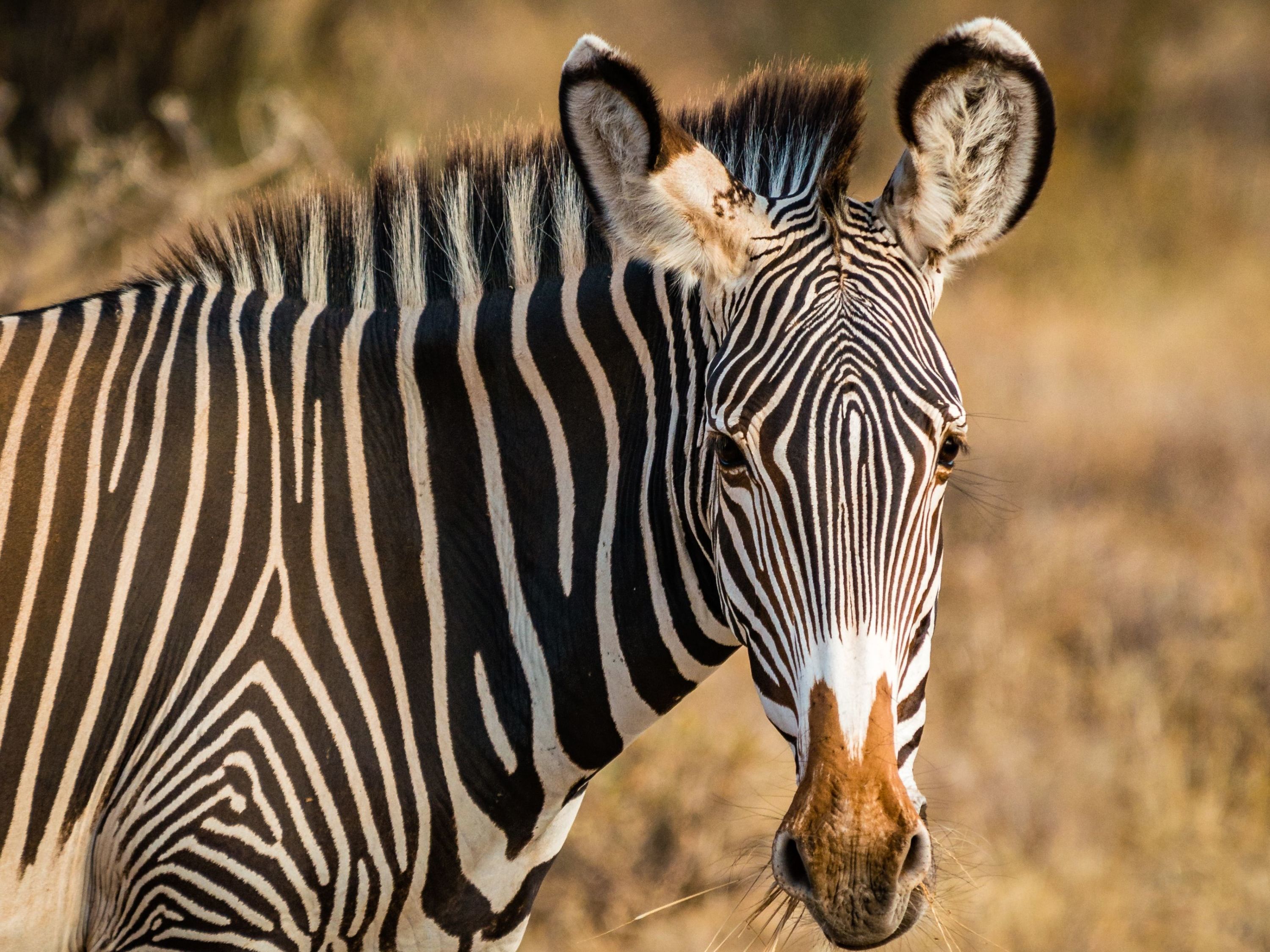 Game Drives in Samburu Game Reserve