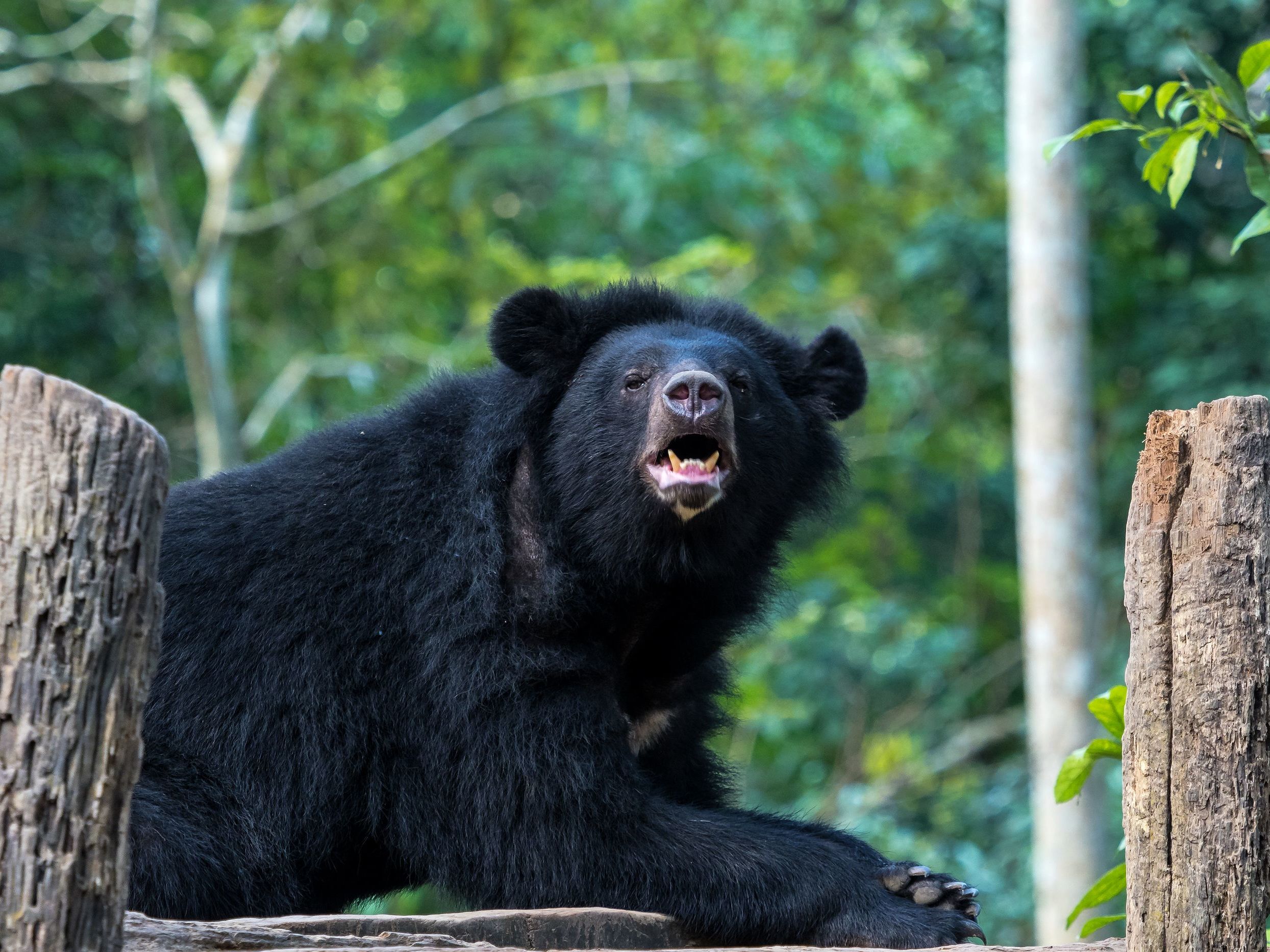Morning Alms Ceremony and Kuang Si Waterfall Visit