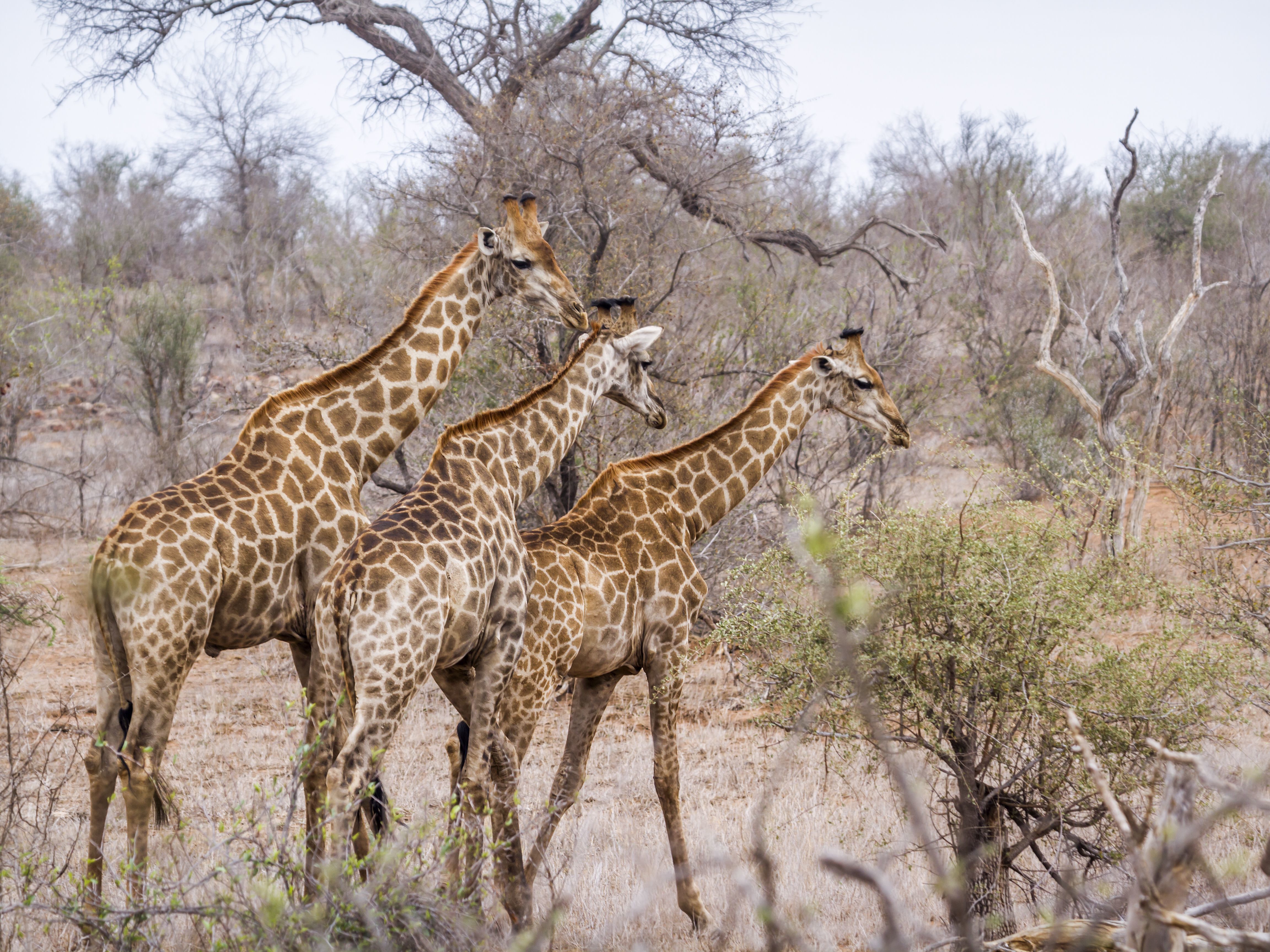 On safari in the Sabi Sand Private Game Reserve