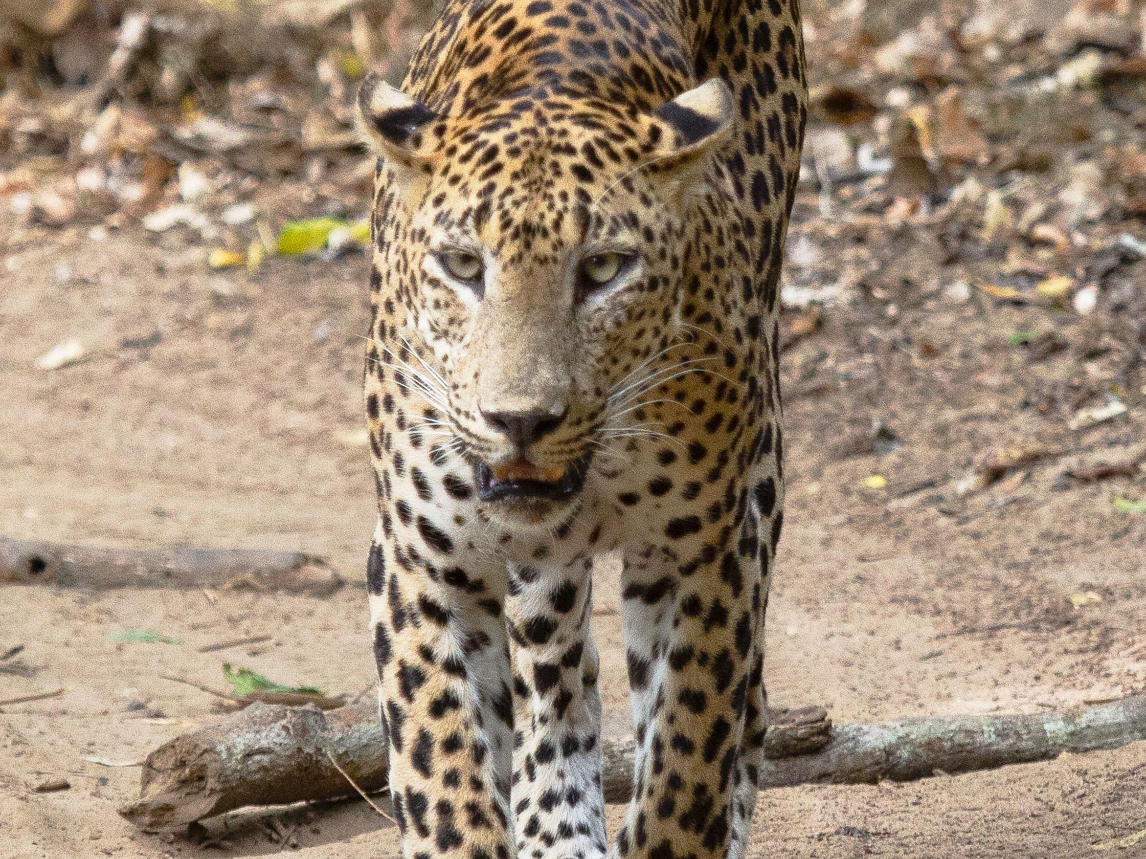 Wilpattu