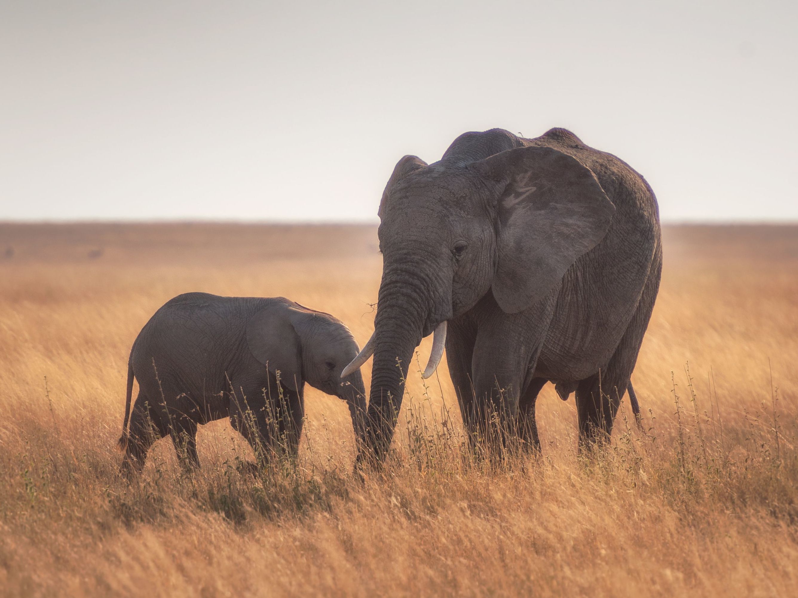 On safari in the Serengeti National Park
