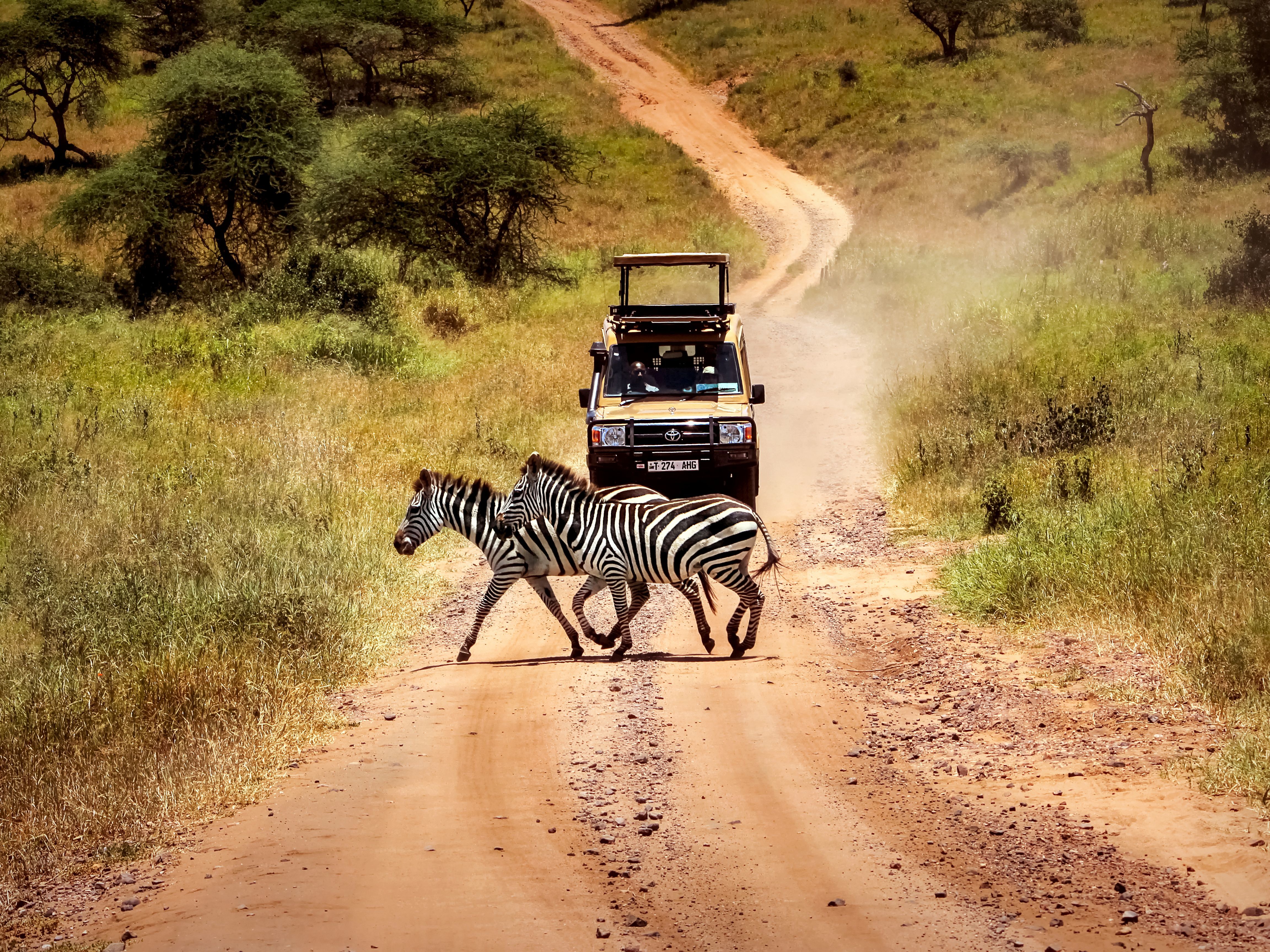 Full Day Safari Game Drive in Serengeti National Park