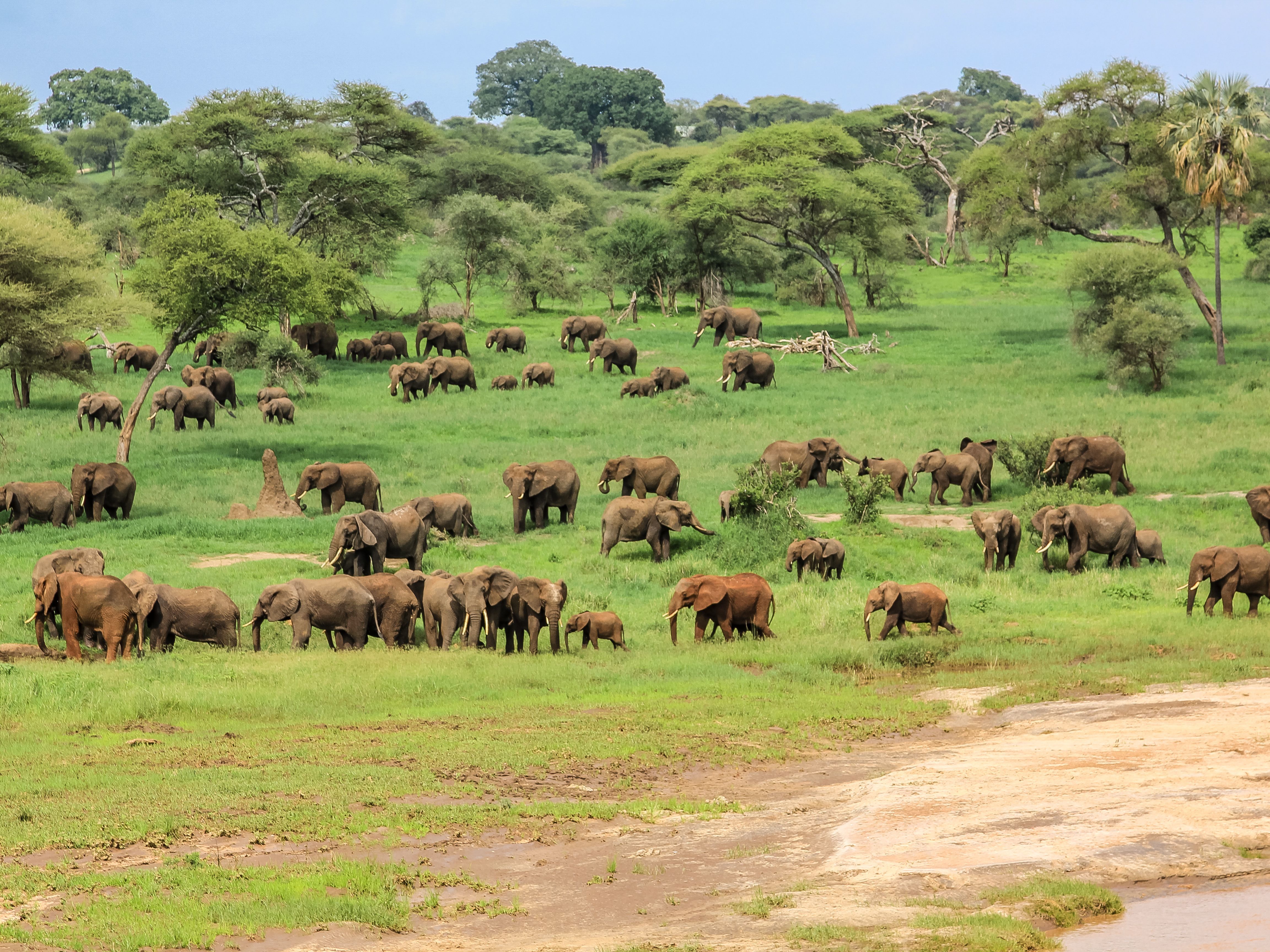 Tarangire National Park