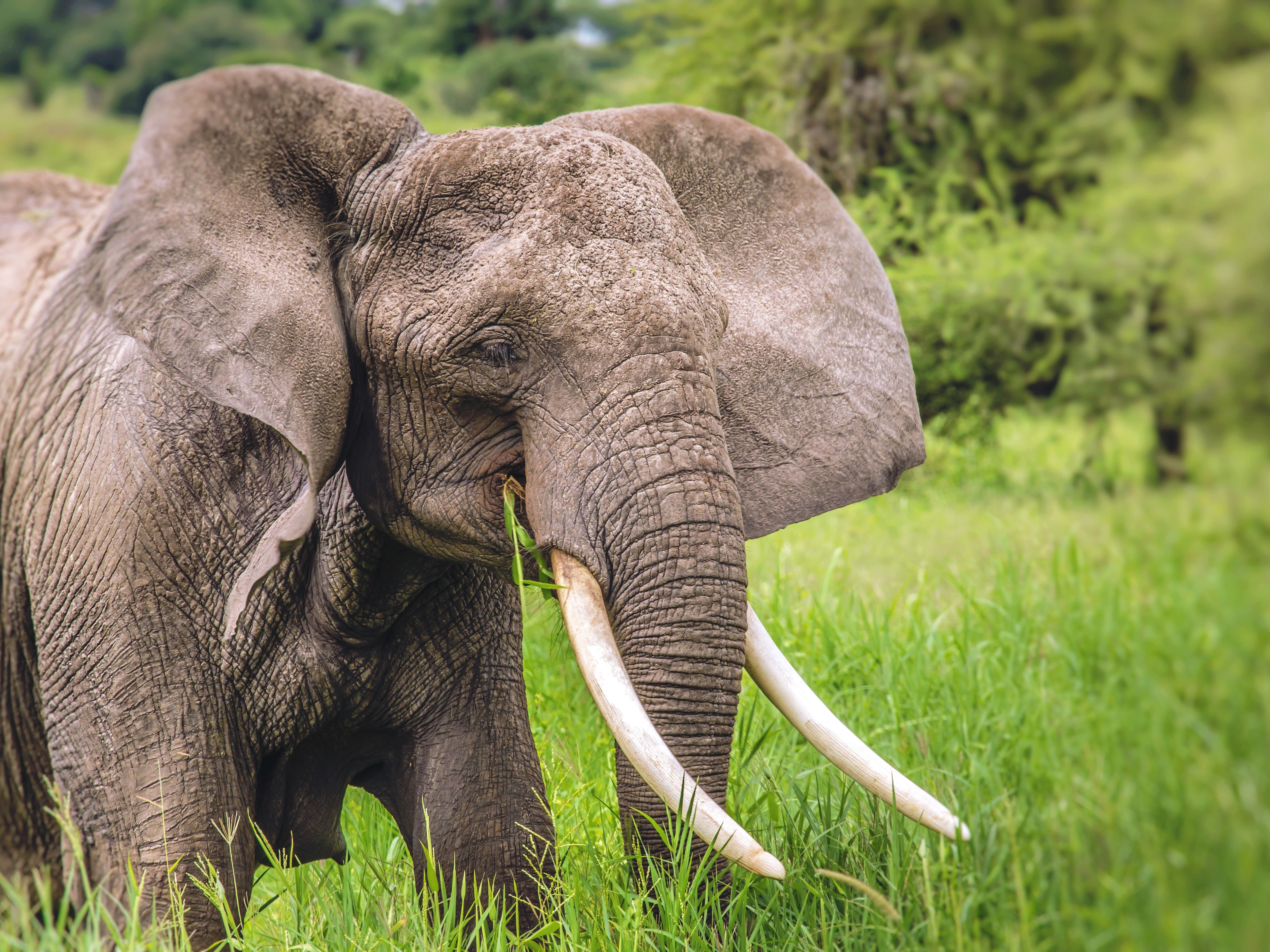 On safari in Tarangire National Park