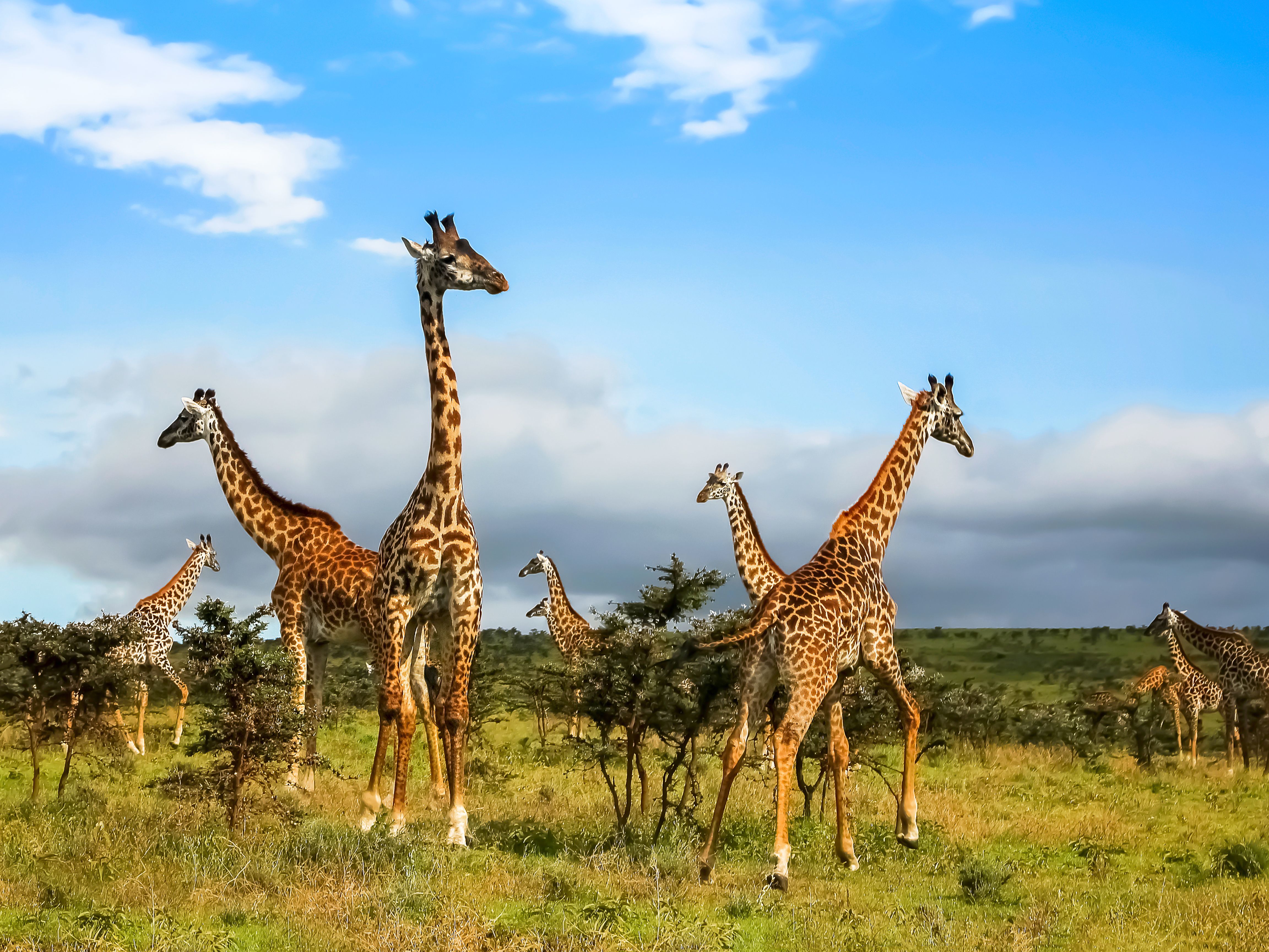 Serengeti - Crater Highlands