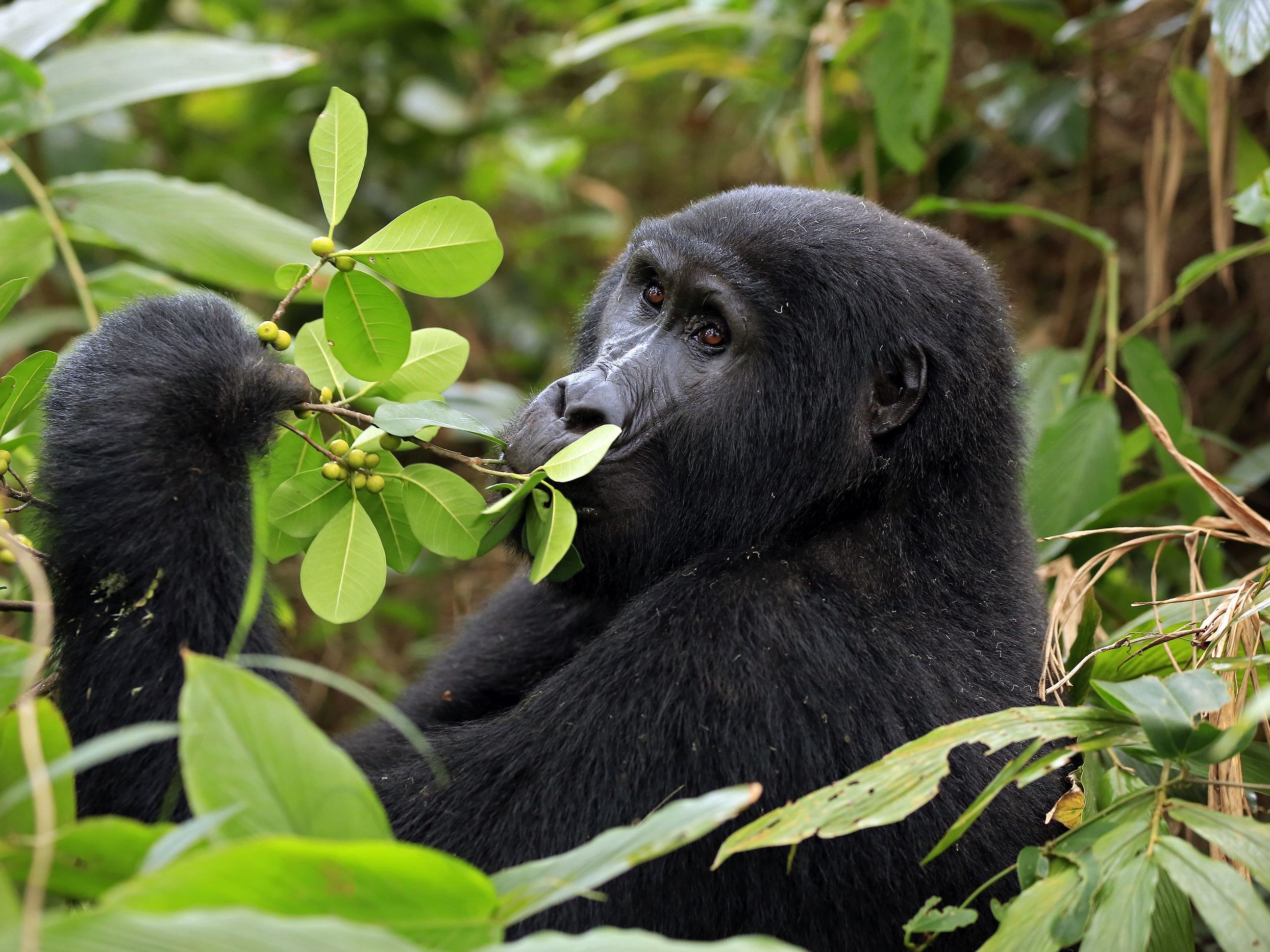 Bwindi: Gorilla Trekking In Impenetrable Forest