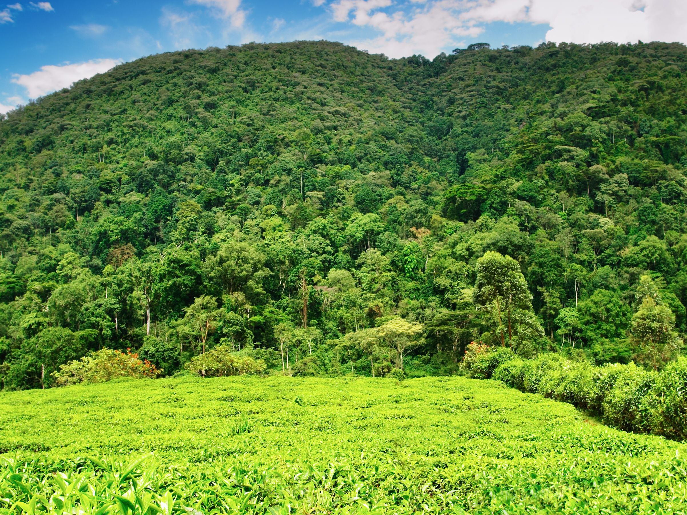 Queen Elizabeth Park - Bwindi