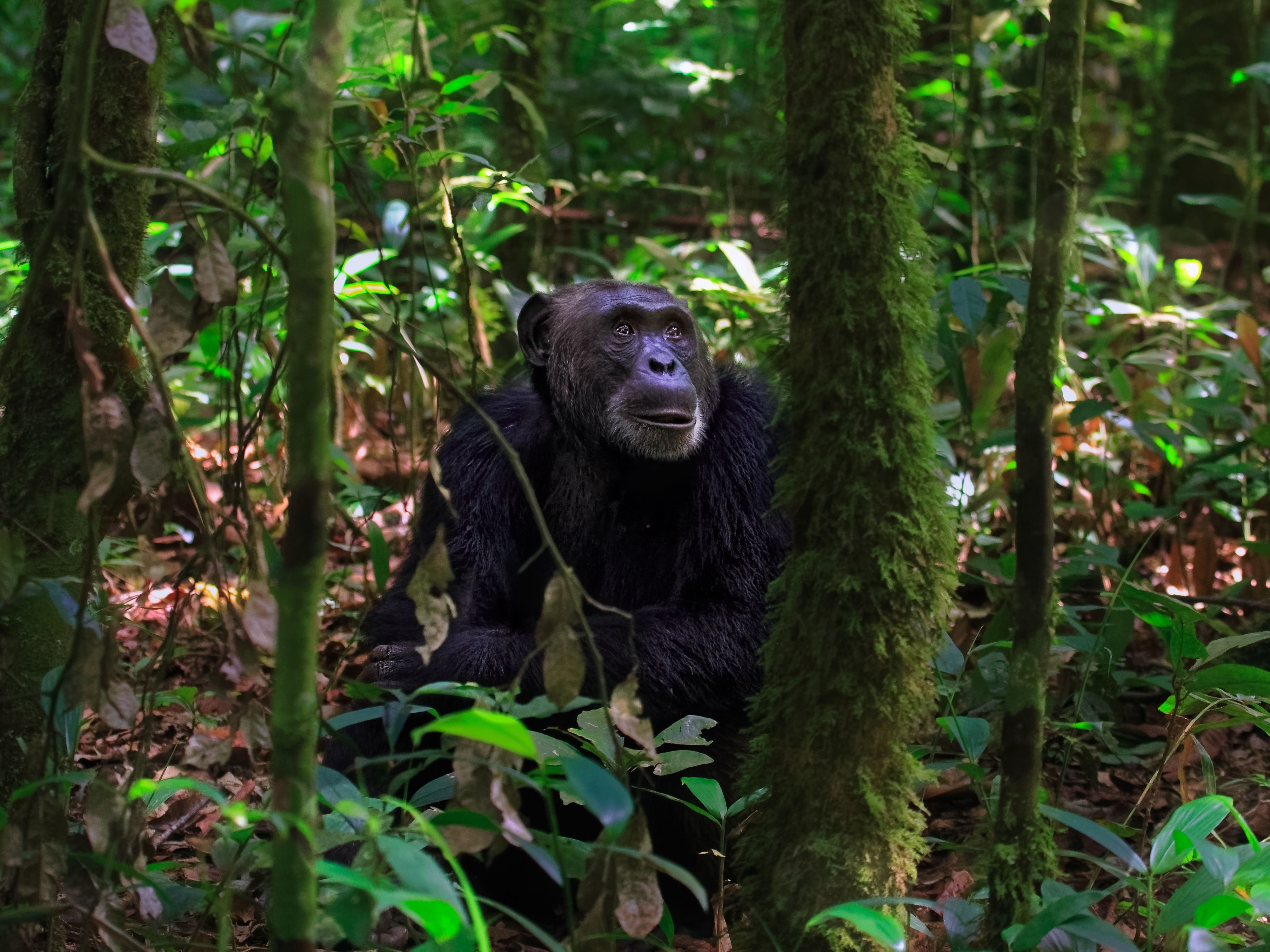 Chimpanzees, Kibale Forest & Queen Elizabeth