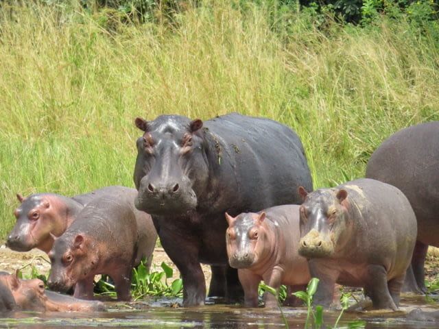 Zambezi Royal Sunset Cruise