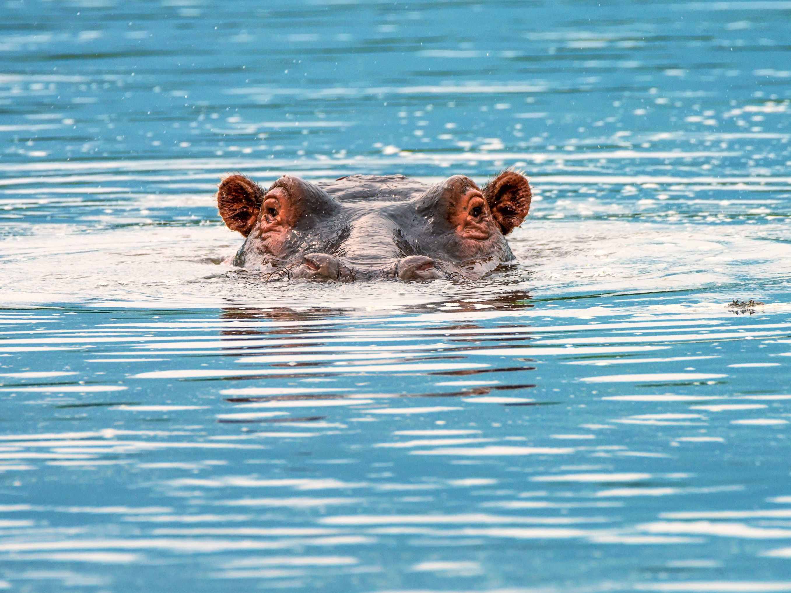 Zambezi River Sunset Cruise